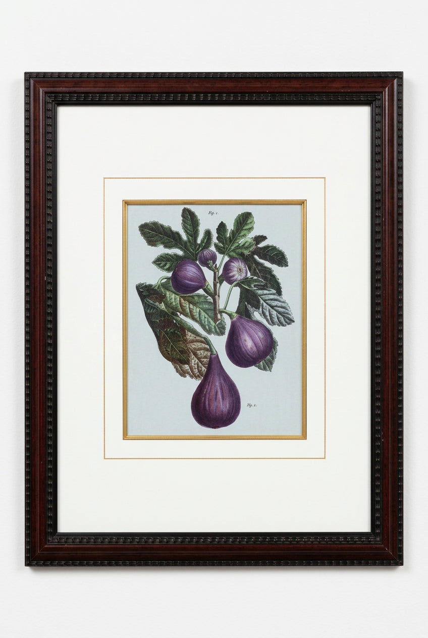 Fig Print Framed
