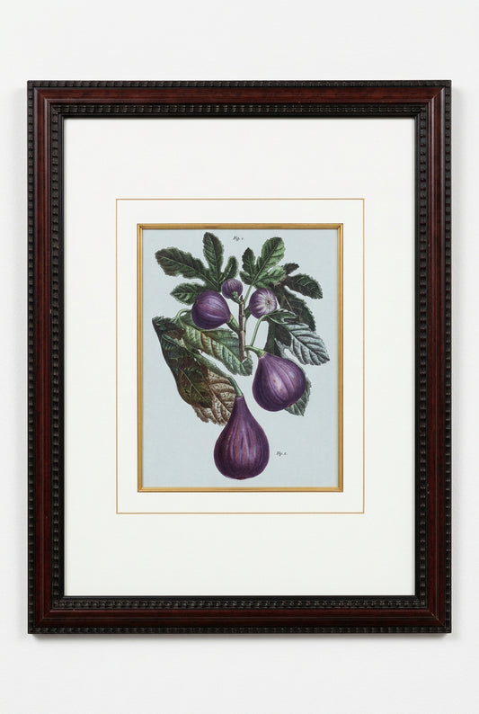 Fig Print Framed
